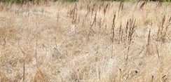 Dürre am Feld Dürre am Feld